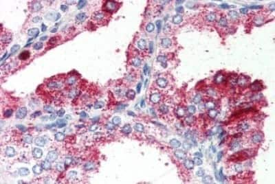 Immunohistochemistry-Paraffin: GPR27 Antibody [NBP3-14357] - Immunohistochemistry of formalin-fixed, paraffin-embedded human prostate after heat-induced antigen retrieval.